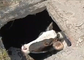 હરણીરોડ નાગેશ્વર મંદિર પાછળ સ્કૂલ પાસેની ખૂલ્લી ગટરમાં ખાબકેલી ગાયનું રેસ્ક્યૂ | caw rescued from dr…