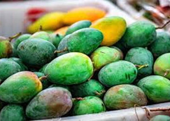 રાજસ્થાનમાં વર્ષે ત્રણ વખત પાકે તેવી ‘સદાબહાર’ કેરીનું ઉત્પાદન | Production of ‘evergreen’ mangoes t…