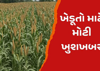 ટેકાના ભાવે બાજરી, જુવાર અને મકાઈની ખરીદી કરાશે : આજથી ફોર્મ ભરવાનું શરૂ | Millet sorghum and maize …