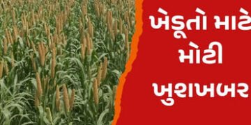 ટેકાના ભાવે બાજરી, જુવાર અને મકાઈની ખરીદી કરાશે : આજથી ફોર્મ ભરવાનું શરૂ | Millet sorghum and maize …