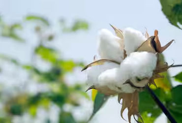 જામનગરના ખીજડીયા ગામે એકસાથે 4 ખેડૂતોની વાડીમાંથી 78 મણ કપાસનો જથ્થો ચોરી થઈ ગયાની પોલીસ ફરિયાદથી ચક…