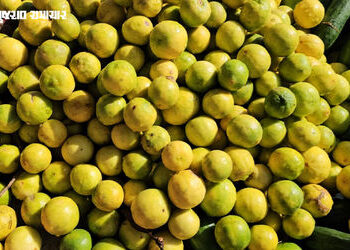 પંચમહાલ: ગરમી વધતા લીંબુના ભાવ આસમાને, પ્રતિ કિલો સફરજન જેટલી કિંમત | Lemon Prices increase in In th…