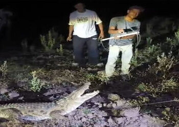 વડોદરા નજીક વિરોદ ગામે રાત્રે ઘર સુધી આવી ગયેલા મગરનું દિલધડક રેસ્ક્યુ | rescue of crocodile that ca…