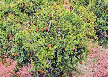 સુરેન્દ્રનગર જિલ્લામાં કમોસમી વરસાદથી ઉનાળુ પાકને અસર | Unseasonal rains affect summer crops in Sure…