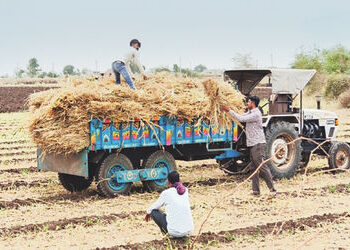 સુરેન્દ્રનગર જિલ્લામાં કમોસમી વરસાદથી ઉનાળુ પાકને અસર | rains affect summer crops in Surendranagar d…