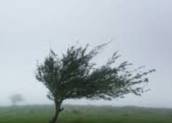 વડોદરામાં ૩૦ કિલોમીટરની ઝડપે પવન ફૂંકાયો | Winds blew at a speed of 30 kilometers in Vadodara