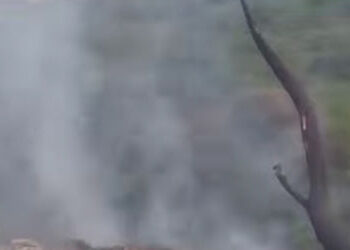 વિશ્વામિત્રીની ઝાડીઓમાં ફરી આગ લાગતાં લોકો હેરાન,૩ કલાકે આગ પર કાબૂ | fire caught on the bank of vis…