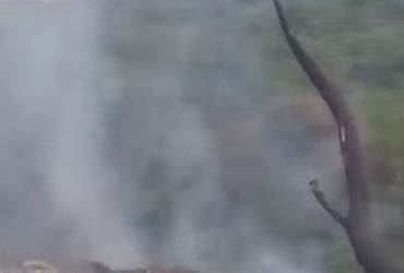 વિશ્વામિત્રીની ઝાડીઓમાં ફરી આગ લાગતાં લોકો હેરાન,૩ કલાકે આગ પર કાબૂ | fire caught on the bank of vis…