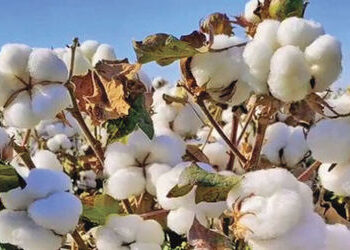 રૂ પરની આયાત ડયૂટી નાબુદ કરવા ગારમેન્ટ ઉદ્યોગ દ્વારા કરાયેલી રજૂઆત | Garment industry’s proposal to …