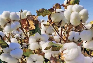 રૂ પરની આયાત ડયૂટી નાબુદ કરવા ગારમેન્ટ ઉદ્યોગ દ્વારા કરાયેલી રજૂઆત | Garment industry’s proposal to …