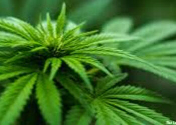 ડભોઇ તાલુકાના કુંઢેલા ગામે ૯.૩૪ લાખના માદક પદાર્થ સાથે ત્રણ ઝડપાયા | Three arrested with drugs worth…