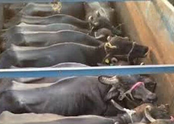 વાસદ ચોકડી પાસે 15 પશુ ભરેલી ટ્રક ઝડપાઈ, 2 સામે ફરિયાદ દાખલ | Truck carrying 15 cattle caught near V…