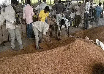 અમરેલી જિલ્લામાં ટેકાના ભાવે ચણાની ખરીદીનો પ્રારંભ, સારો ભાવ મળતા ખેડૂતોમાં ખુશીનો માહોલ | amreli ch…