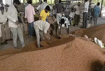 અમરેલી જિલ્લામાં ટેકાના ભાવે ચણાની ખરીદીનો પ્રારંભ, સારો ભાવ મળતા ખેડૂતોમાં ખુશીનો માહોલ | amreli ch…