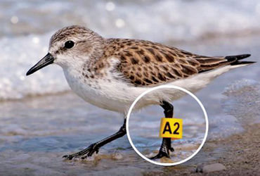 ટચૂકડું સેન્ડર્લિંગ 7,472 કિમી પ્રવાસ ખેડી ઓસ્ટ્રેલિયાથી આંદામાન પહોંચ્યું | Tiny sanderling reach A…