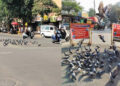 સુરત: જીવ દયાના નામે બેદરકારીનો ખેલ: રસ્તા પર ચણ ફેંકતા કબુતર માટે મોતનો જાળ | Surat: Negligence in …