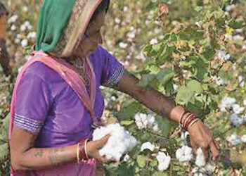 સોયાબીન, કપાસ તથા કઠોળના ઉત્પાદન સામે જોખમ | Threat to soybean cotton and pulse production