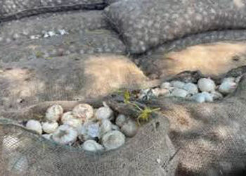 મહુવા માર્કેટીંગ યાર્ડમાં શુક્રવારે સવારથી સફેદ કાંદાની આવક બંધ કરાશે | import of white onions will …