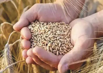 પૂરતી ઉપલબ્ધતાને ધ્યાનમાં રાખી વધુ 25 લાખ ટન ઘઉંની નિકાસ છૂટ અપાઈ | Keeping in view sufficient avail…