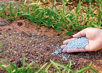 ખાતર ઉત્પાદન 13 વર્ષના તળિયે, કૃષિ ક્ષેત્ર પર અસર થશે | Fertilizer production at 13 year low agricul…