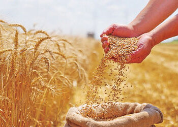 દેશમાં ઘઉંનું ઉત્પાદન 10 ટકા જેટલું નીચું રહેવાનો મુકાયેલો અંદાજ | Wheat production in the country i…