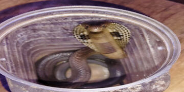 ભાણવડમાં કાળોતરો કોબ્રા વોશિંગ મશીનમાં ઘૂસી જતાં અફરાતફરી | Black tailed cobra enters washing machin…