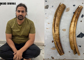 VIDEO | ચિલોડા હાઈવે પર પોલીસનું ઓપરેશન: રૂ.1 લાખના હાથીદાંત સાથે રાજસ્થાની યુવક ઝડપાયો, તસ્કરીનું મ…