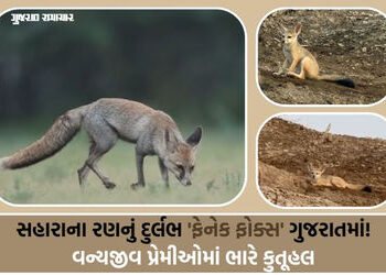 કચ્છના નાના રણમાં કુદરતનો ચમત્કાર: વચ્છરાજ બેટ પાસે જોવા મળ્યું વિશ્વનું સૌથી નાનું શિયાળ | World’s …