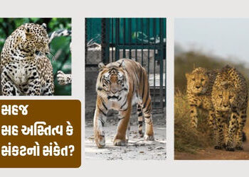 Explainer: રણથંભોર અભયારણ્યમાં વાઘ, દીપડો અને ચિત્તો એક સાથે દેખાયા, જાણો આ દુર્લભ ઘટનાના કારણો | Ti…