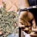 730 ગ્રામ ગાંજા સાથે બોટાદના શખ્સને ઝડપ્યો | Man from Botad arrested with 730 grams of ganja