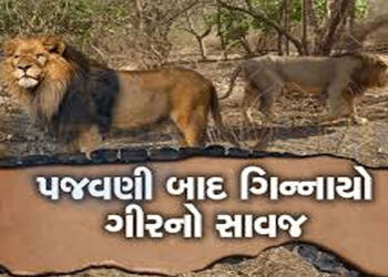 પુરપાટ ઝડપે ગાડી દોડાવી સિંહને ઉભી પૂછડીએ ભગાડયો : વિડીયો વાયરલ થયો | Man drives car at full speed c…