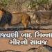 પુરપાટ ઝડપે ગાડી દોડાવી સિંહને ઉભી પૂછડીએ ભગાડયો : વિડીયો વાયરલ થયો | Man drives car at full speed c…