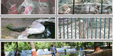 અમદાવાદ: 40 ડિગ્રીથી વધુ તાપમાનમાં વન્યજીવો માટે કાંકરિયા ઝૂ સજ્જ, એર કૂલર અને ગ્રીન નેટથી અપાશે ઠંડ…