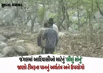 VIDEO: છોટા ઉદેપુરના આદિવાસીઓ માટે ટીમરૂના પાન ‘લીલું સોનું’, જંગલની પેદાશથી મળી રહી છે રોજગારી | Ho…