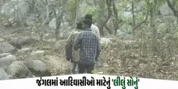 VIDEO: છોટા ઉદેપુરના આદિવાસીઓ માટે ટીમરૂના પાન ‘લીલું સોનું’, જંગલની પેદાશથી મળી રહી છે રોજગારી | Ho…