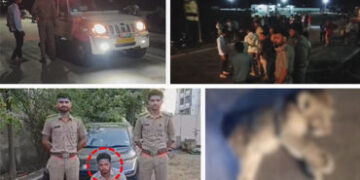 ભાવનગર-સોમનાથ નેશનલ હાઈવે પર કારની અડફેટે સિંહબાળનું મોત, ચાલકની અટકાયત | 1 Year Old Lion Cub Killed…