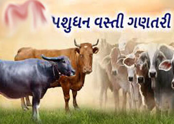 છેલ્લી પશુ વસ્તી ગણતરી પ્રમાણે જિલલાના તળાજા તાલુકામાં હાઇએસ્ટ 1.78 લાખ પશુઓ | livestock census the …