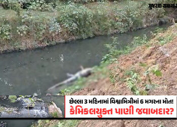 વડોદરાની વિશ્વામિત્રીમાંથી 10 ફૂટનો મૃત મગર મળ્યો, છેલ્લા 3 મહિનામાં 6ઠ્ઠો મૃતદેહ મળ્યો, પ્રદૂષિત પા…
