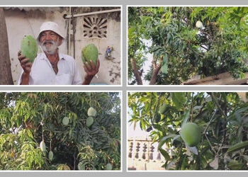 કુદરતનો કરિશ્મા કે ખેડૂતની કમાલ!, અમરેલીના ધારીમાં એક જ આંબાના વૃક્ષ પર પાકે છે 14 પ્રકારની કેરીઓ | …