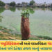 સ્માર્ટ સિટી વડોદરાનો વરવો ચહેરો: દંતેશ્વર તળાવની ગંદકીથી સ્થાનિકો ત્રાહિમામ, VMCની કામગીરી માત્ર ‘દ…