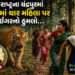 મહારાષ્ટ્રના ચંદ્રપુરમાં વાઘનો આતંક, 4 મહિલાને હુમલો કરી મોતને ઘાટ ઉતારતાં લોકોમાં ફફડાટ | Tiger Att…