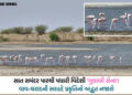 સરહદનો અણમોલ ખજાનો: ભારત-પાક. બોર્ડર નજીક રાછેણા ગામના આંગણે પહોંચ્યા સેંકડો ‘ફ્લેમિંગો’ પક્ષી | Hun…