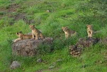 જંગલની સરહદ પર ગેરકાયદે ખડકી દેવાયેલા રિસોર્ટ- હોટલને થાબડભાણાં | Illegally constructed resorts and …