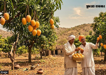 આજે સોરઠની મધમીઠી ‘કેસર કેરી’ નો 92મો નામકરણ દિવસ, ‘સાલેભાઈની આંબડી’ માંથી ‘કેસર’ બનવાની શાહી સફર | …
