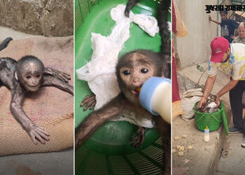 VIDEO: માતાથી વિખૂટું પડી ગરમી અને તરસથી વ્યાકુળ થયું વાનરબાળ, પછી જે થયું તેને દિલ જીત્યા | Baby mo…