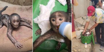 VIDEO: માતાથી વિખૂટું પડી ગરમી અને તરસથી વ્યાકુળ થયું વાનરબાળ, પછી જે થયું તેને દિલ જીત્યા | Baby mo…