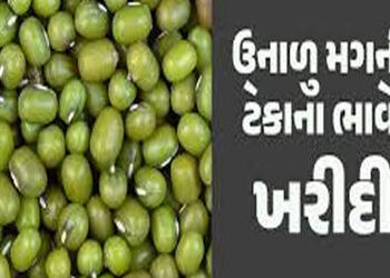 મોંઘવારીનાં ડામ વચ્ચે ટેકાના ભાવે મગની ખરીદીમાં રૂા. 110નો ઘટાડો | Amid inflation purchase of mugwor…