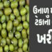 મોંઘવારીનાં ડામ વચ્ચે ટેકાના ભાવે મગની ખરીદીમાં રૂા. 110નો ઘટાડો | Amid inflation purchase of mugwor…