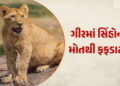 સિંહોના ગંભીર રોગ માટે વન નહીં, પણ રેવન્યુ વિસ્તાર ઘાતક પૂરવાર | Not forests but revenue areas are t…