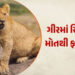 સિંહોના ગંભીર રોગ માટે વન નહીં, પણ રેવન્યુ વિસ્તાર ઘાતક પૂરવાર | Not forests but revenue areas are t…